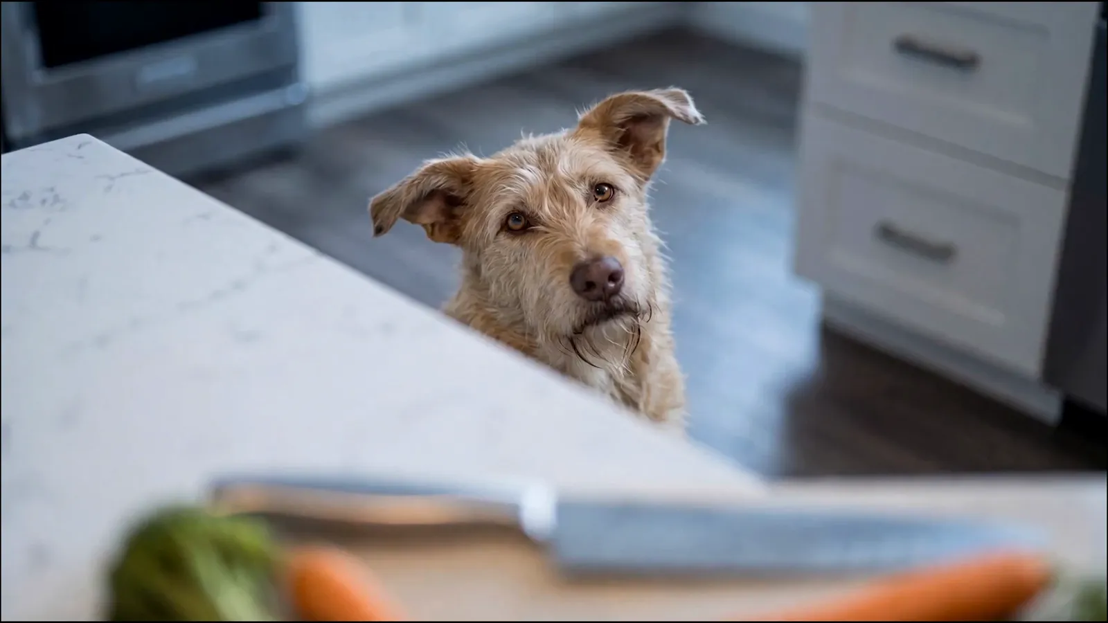 The Old Hound, frame 1