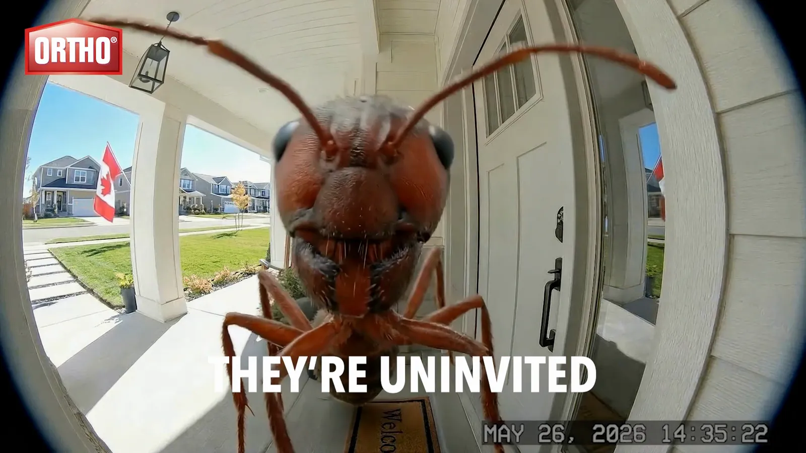 Unwanted Guest, Ortho · MindShape